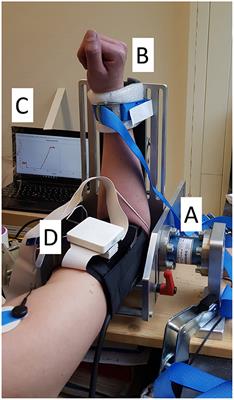 Variations in Muscle Activity and Exerted Torque During Temporary Blood Flow Restriction in Healthy Individuals